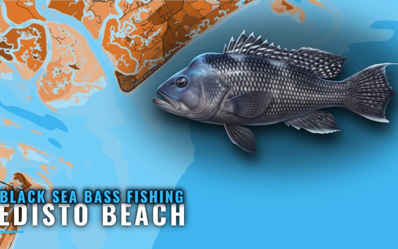Black Sea Bass Fishing Out of Edisto Beach: Where to Run