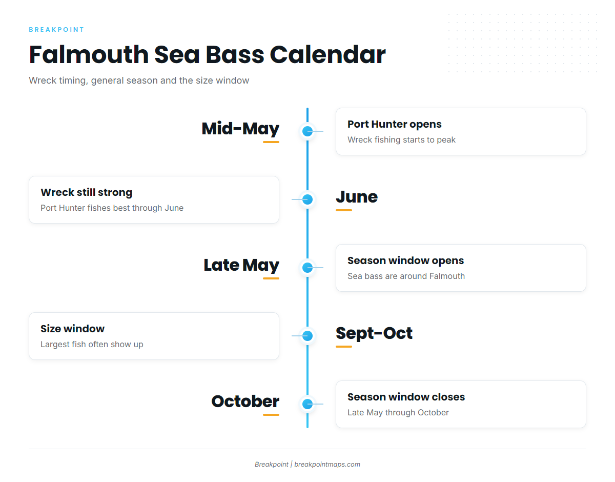 When black sea bass are around Falmouth / Woods Hole