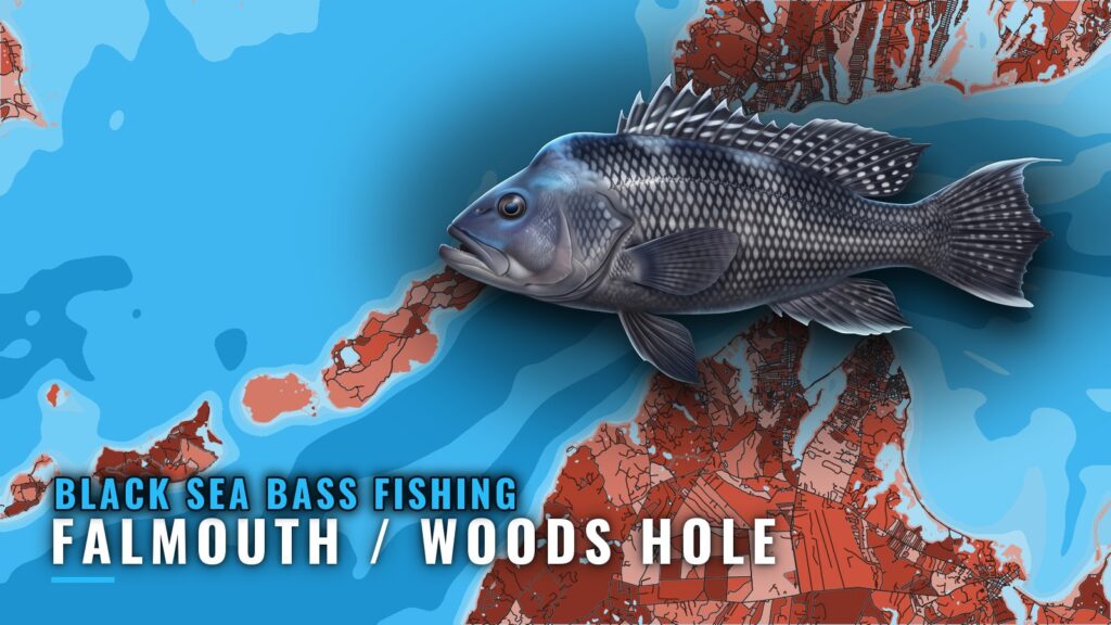 Black sea bass fishing out of Falmouth / Woods Hole, MA