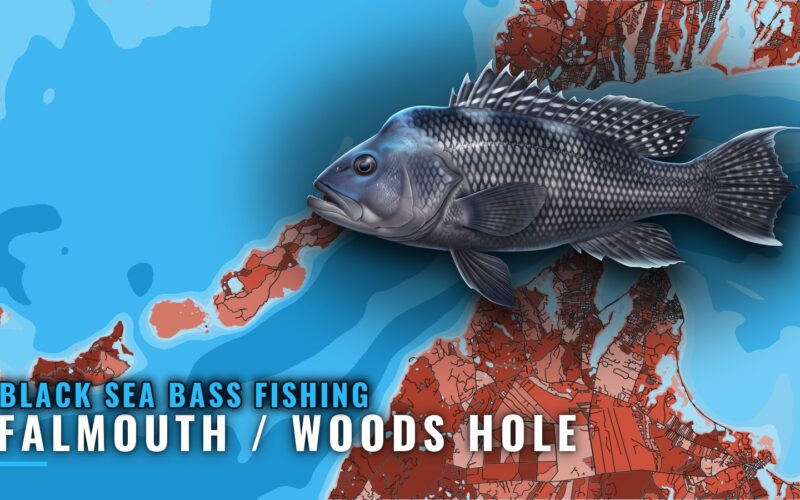 Black sea bass fishing out of Falmouth / Woods Hole, MA