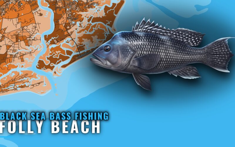 Black Sea Bass Fishing out of Folly Beach: Reefs and Runs