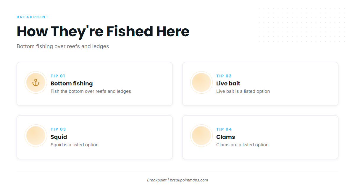 How black sea bass are fished here
