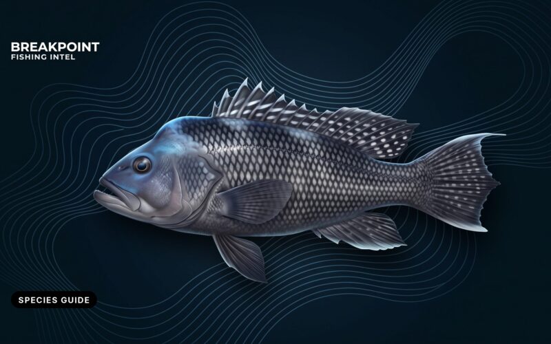 Black Sea Bass Fishing Guide: ID, Seasons, Rigs and Rules