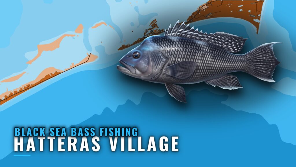 Black sea bass fishing out of Hatteras Village, NC