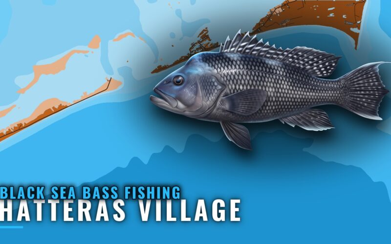 Black sea bass fishing out of Hatteras Village, NC