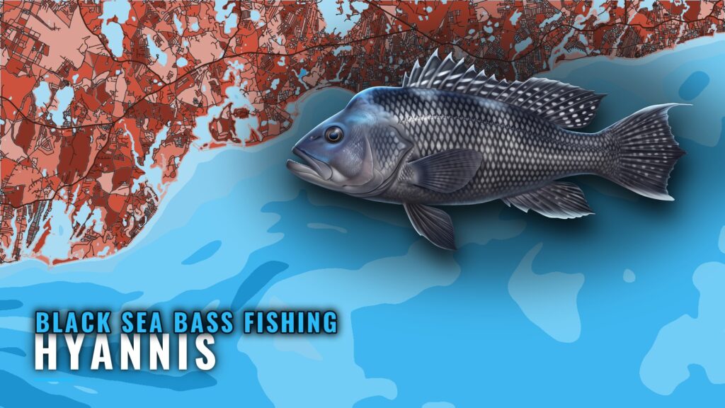 Black Sea Bass Fishing Out of Hyannis: Grounds and Runs