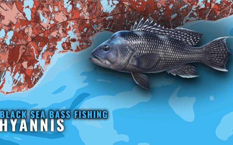Black Sea Bass Fishing Out of Hyannis: Grounds and Runs