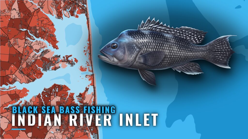Black Sea Bass Fishing out of Indian River Inlet, Delaware