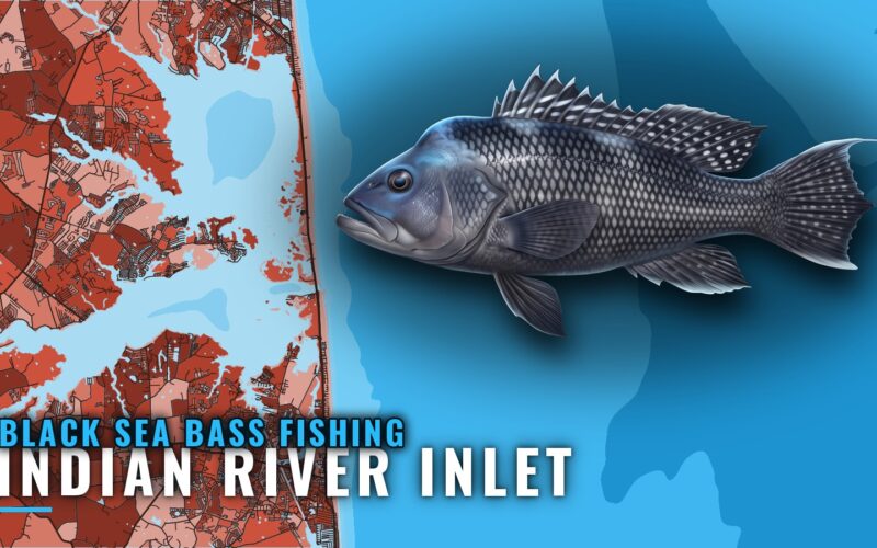Black Sea Bass Fishing out of Indian River Inlet, Delaware