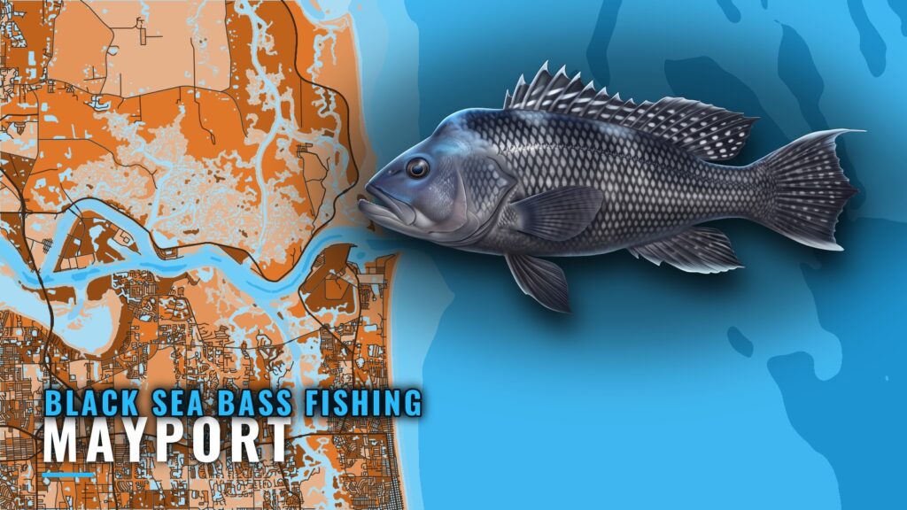 Black Sea Bass Fishing Out of Mayport: Reefs and Depths