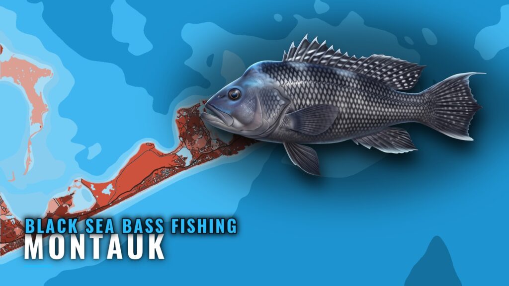 Black Sea Bass Fishing Out of Montauk: Grounds and Runs