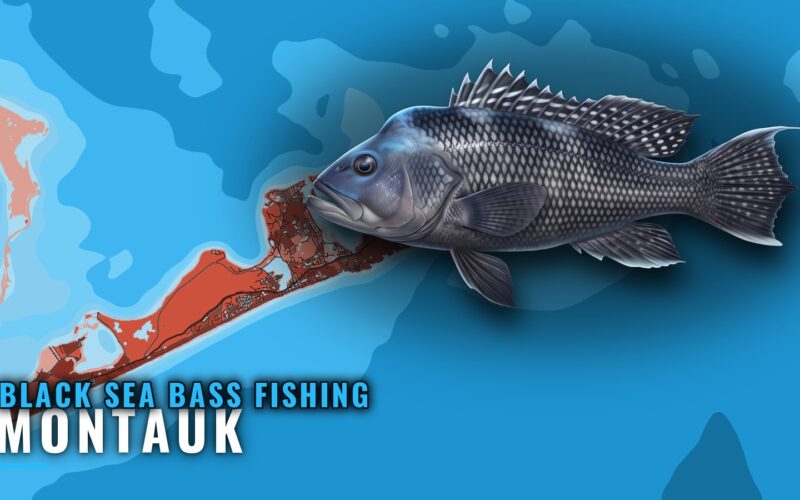 Black Sea Bass Fishing Out of Montauk: Grounds and Runs