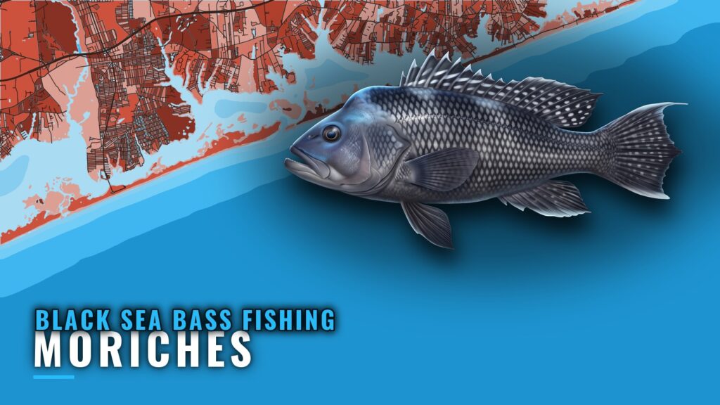 Black Sea Bass Fishing Out of Moriches: The Coimbra Run