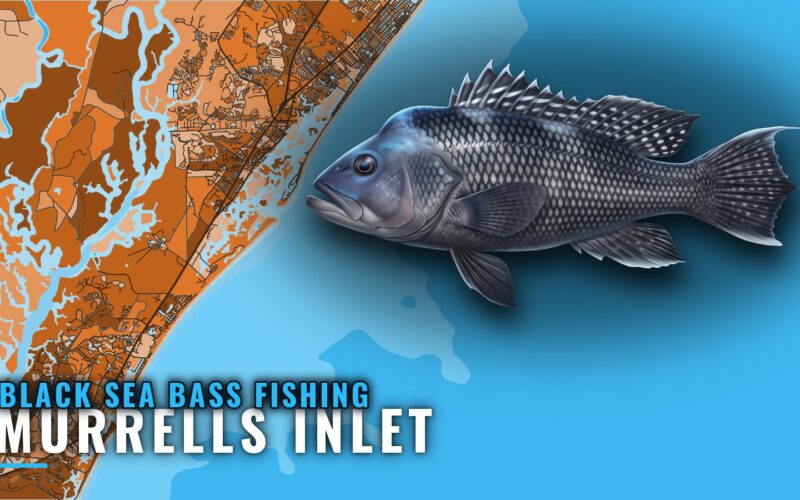 Black Sea Bass Fishing Out of Murrells Inlet: Reefs & Runs