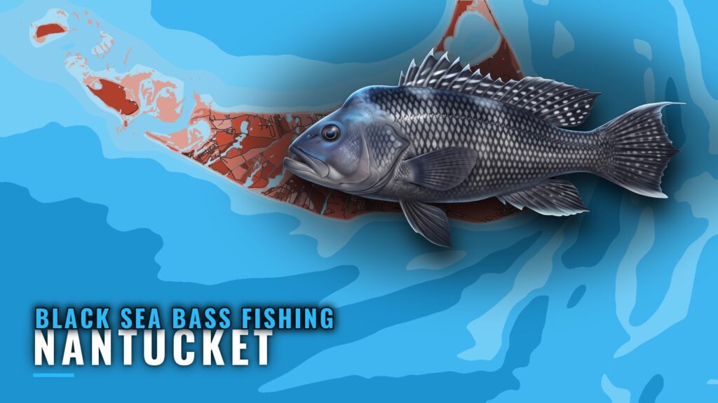 Black Sea Bass Fishing Out of Nantucket: Where Boats Drift