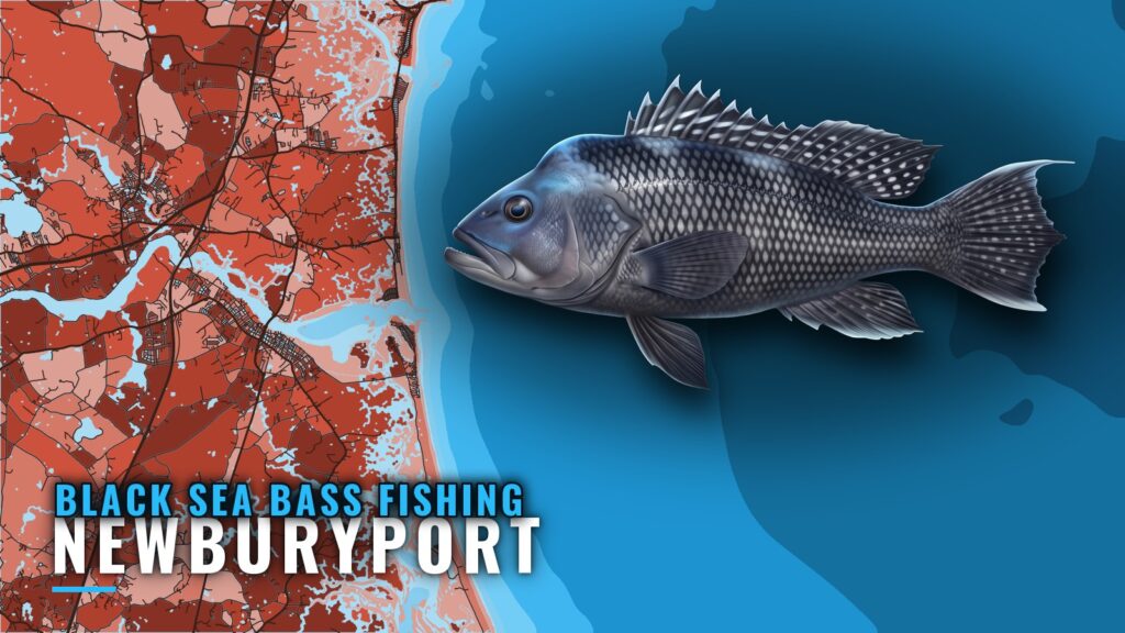 Black Sea Bass Fishing Out of Newburyport: Where Boats Run