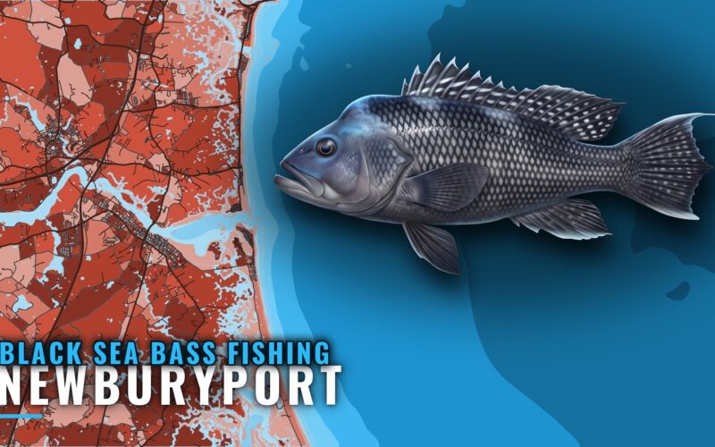 Black Sea Bass Fishing Out of Newburyport: Where Boats Run