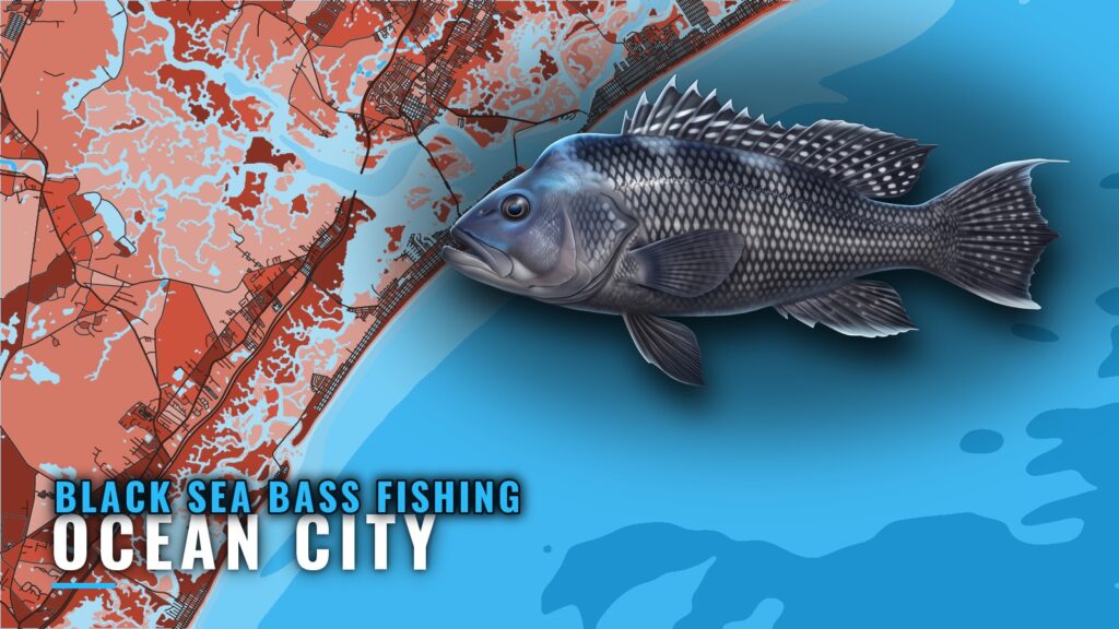 Black Sea Bass Fishing Out of Ocean City, NJ: Where to Run