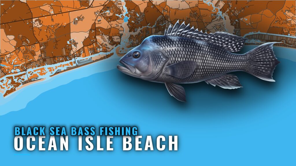 Black Sea Bass Fishing Out of Ocean Isle Beach: Reefs, Rigs