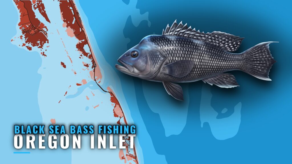 Black Sea Bass Fishing Out of Oregon Inlet: Port Briefing