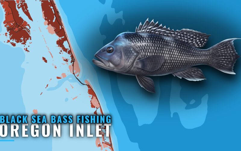 Black Sea Bass Fishing Out of Oregon Inlet: Port Briefing