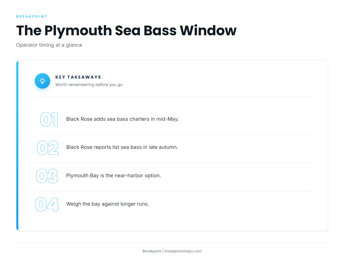 When black sea bass are around Plymouth