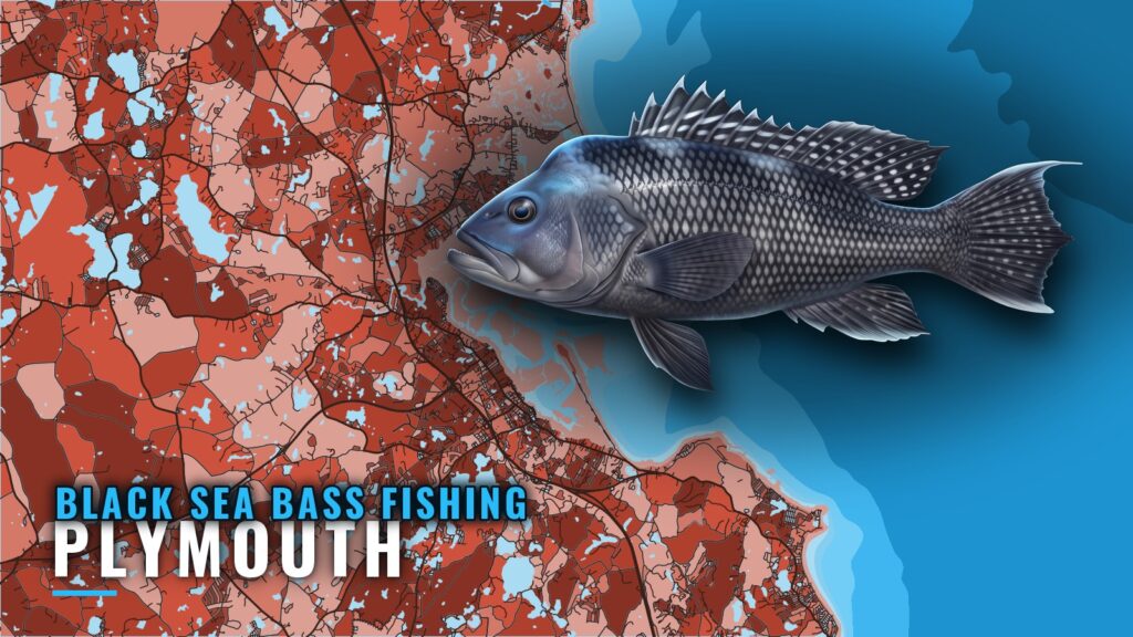 Black Sea Bass Fishing Out of Plymouth: Runs and Grounds