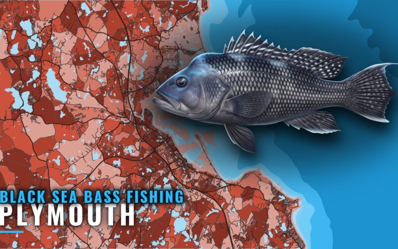 Black Sea Bass Fishing Out of Plymouth: Runs and Grounds