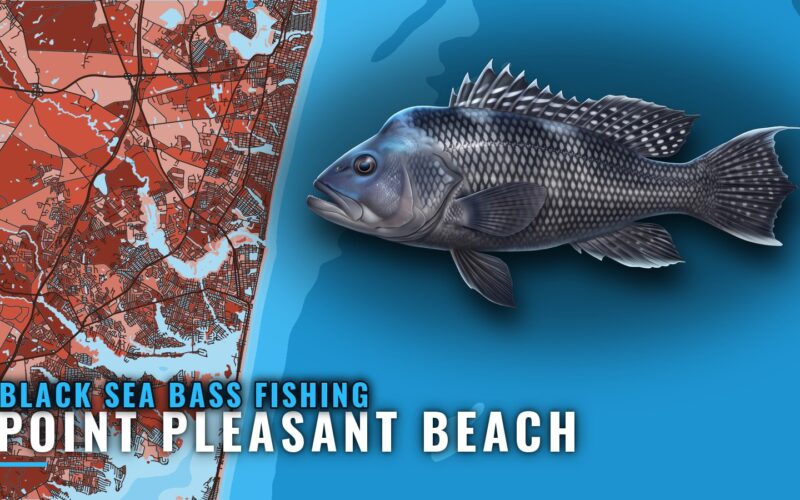 Black Sea Bass Fishing Out of Point Pleasant Beach