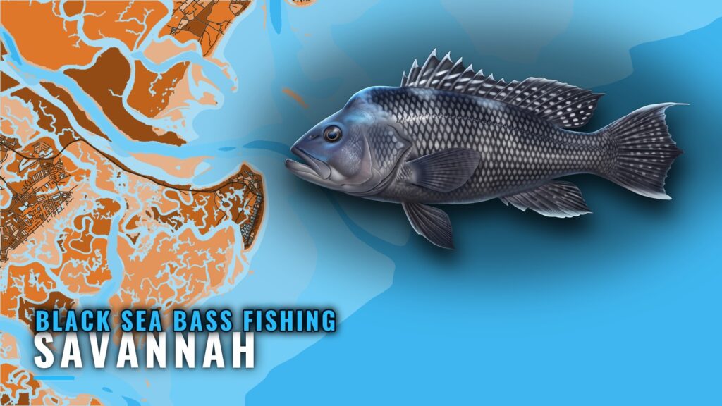 Black Sea Bass Fishing Out of Savannah: Reefs and Runs