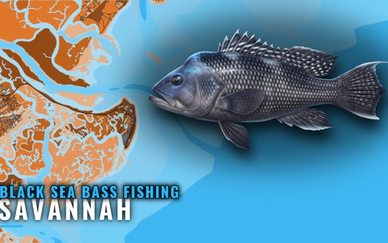 Black Sea Bass Fishing Out of Savannah: Reefs and Runs
