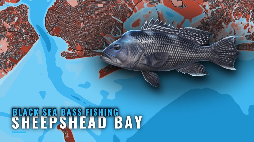 Black Sea Bass Fishing Out of Sheepshead Bay: Reefs, Bait