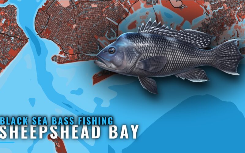 Black Sea Bass Fishing Out of Sheepshead Bay: Reefs, Bait