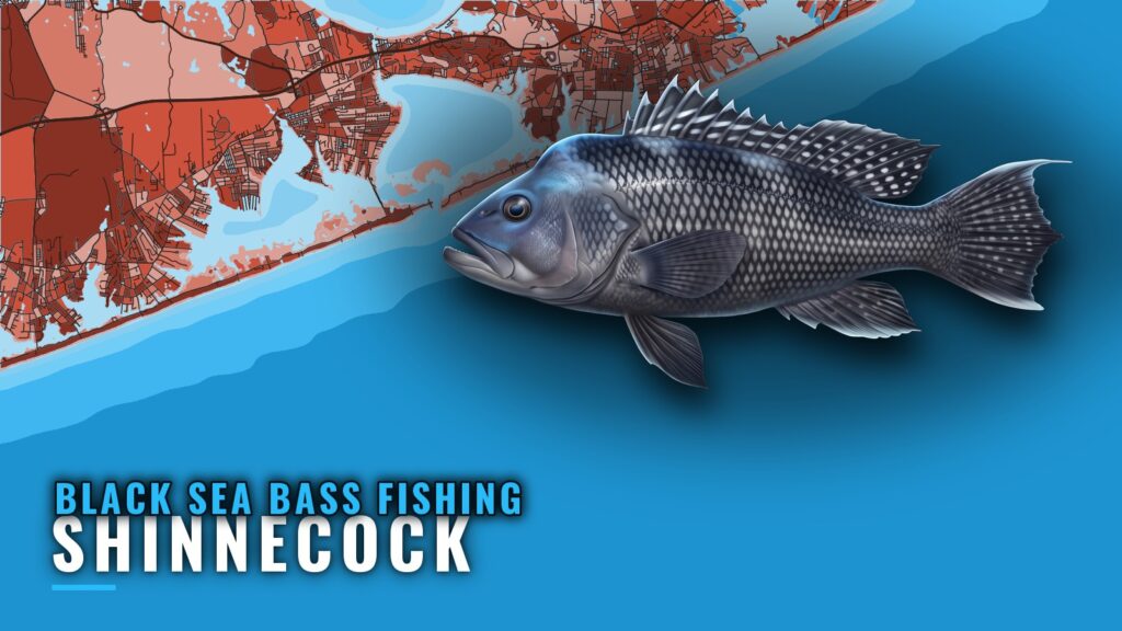 Black Sea Bass Fishing Out of Shinnecock: Reefs and Runs