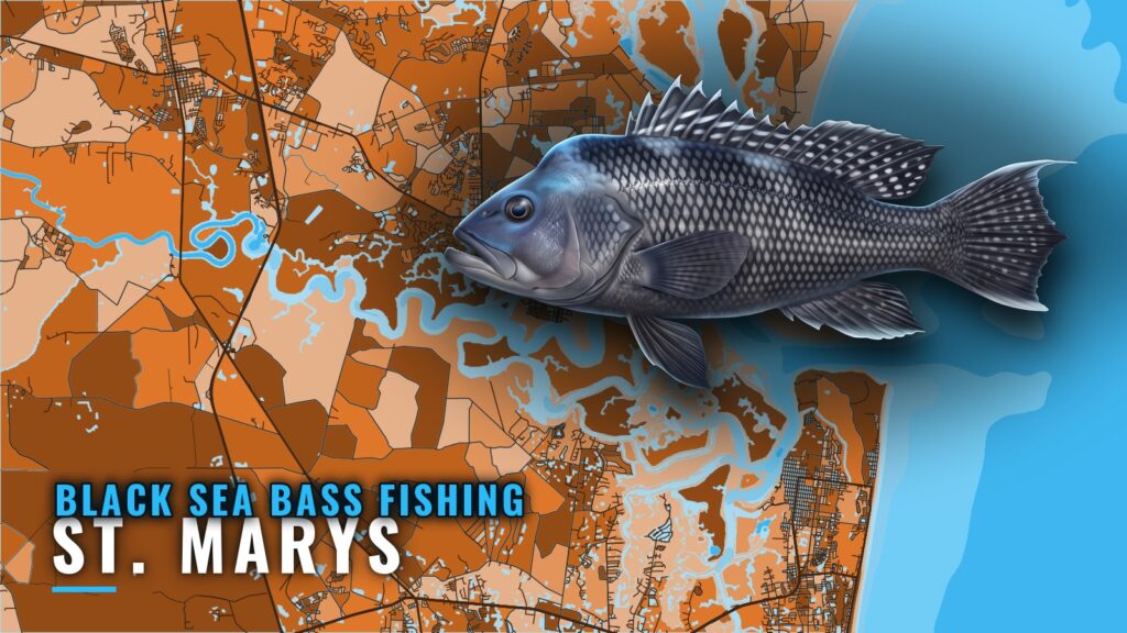 Black Sea Bass Fishing Out of St. Marys: Reefs and Runs