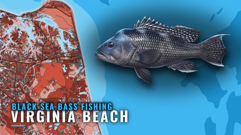 Black Sea Bass Fishing Out of Virginia Beach, Reef to Wreck
