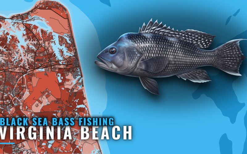 Black Sea Bass Fishing Out of Virginia Beach, Reef to Wreck