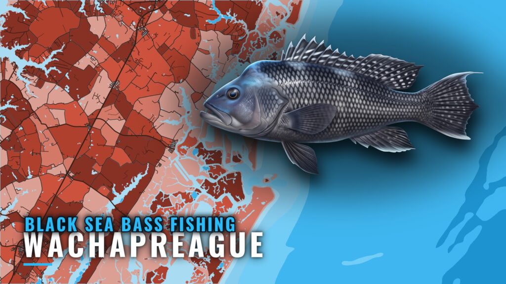 Black Sea Bass Fishing Out of Wachapreague: Reefs and Runs