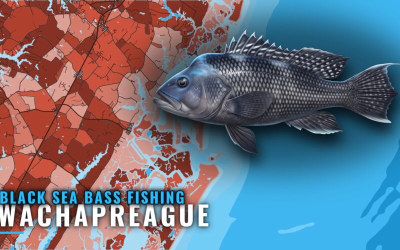 Black Sea Bass Fishing Out of Wachapreague: Reefs and Runs