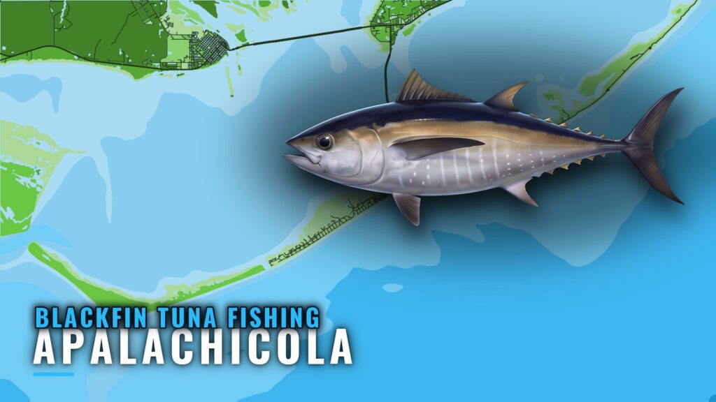 Blackfin Tuna Fishing Out of Apalachicola: Reefs and Runs