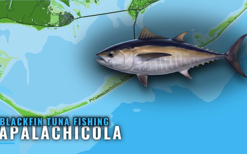 Blackfin Tuna Fishing Out of Apalachicola: Reefs and Runs