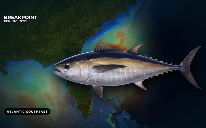 Blackfin Tuna Fishing in the Atlantic Southeast: A Guide