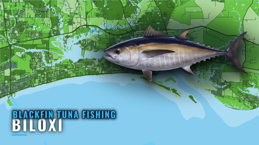 Blackfin Tuna Fishing Out of Biloxi: Season, Runs, Rigs