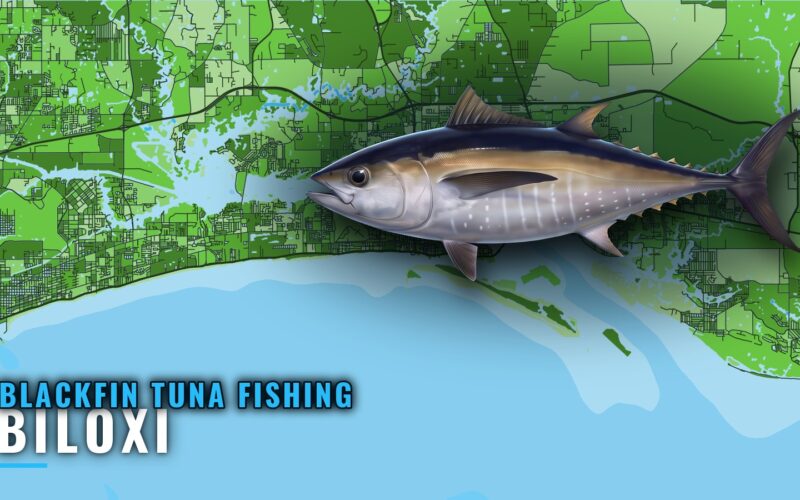 Blackfin Tuna Fishing Out of Biloxi: Season, Runs, Rigs