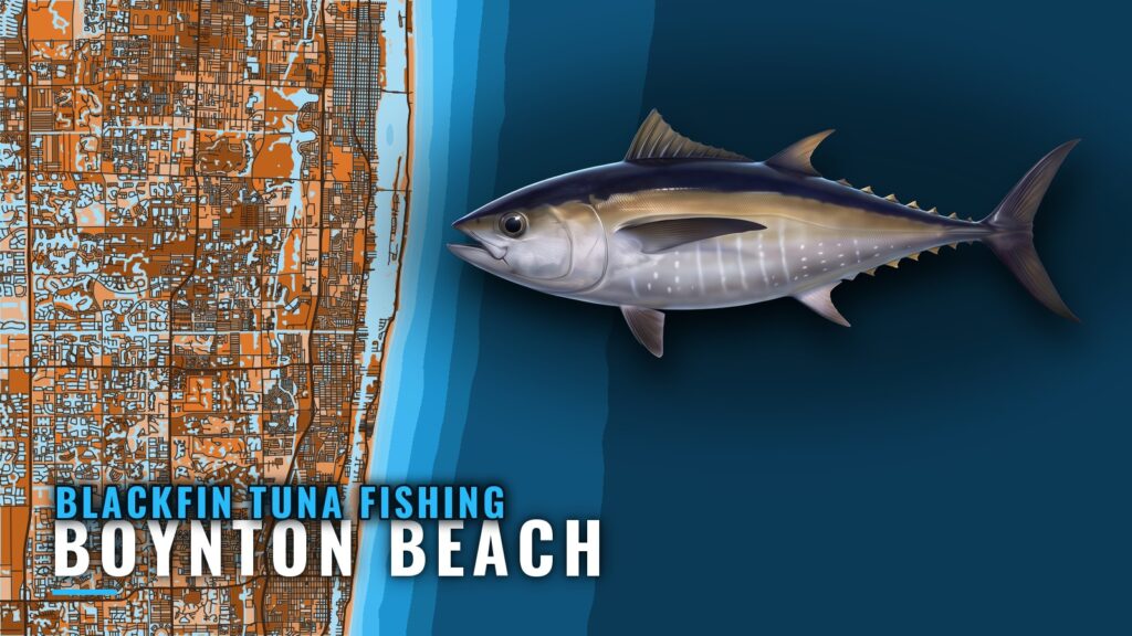 Blackfin Tuna Fishing Out of Boynton Beach: Port Guide
