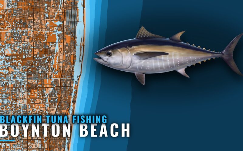 Blackfin Tuna Fishing Out of Boynton Beach: Port Guide