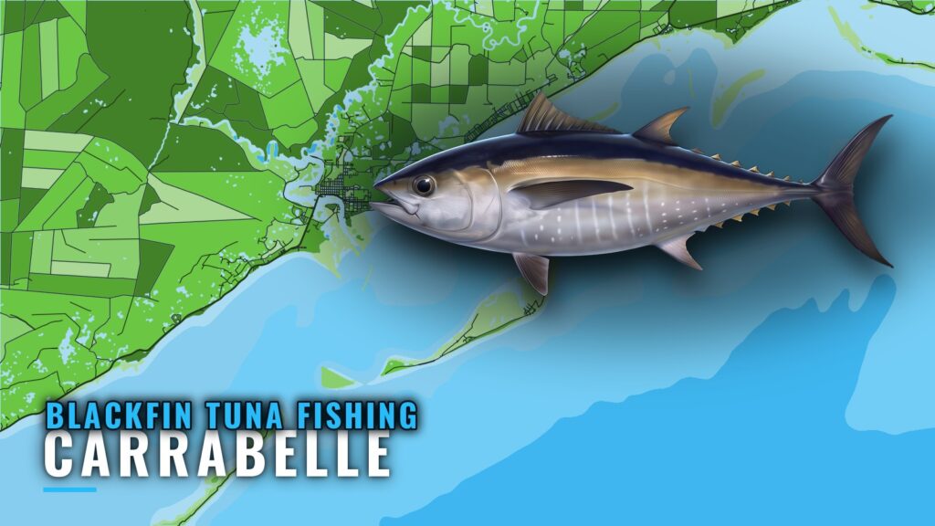 Blackfin Tuna Fishing Out of Carrabelle: Grounds and Runs