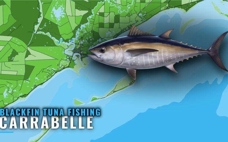 Blackfin Tuna Fishing Out of Carrabelle: Grounds and Runs