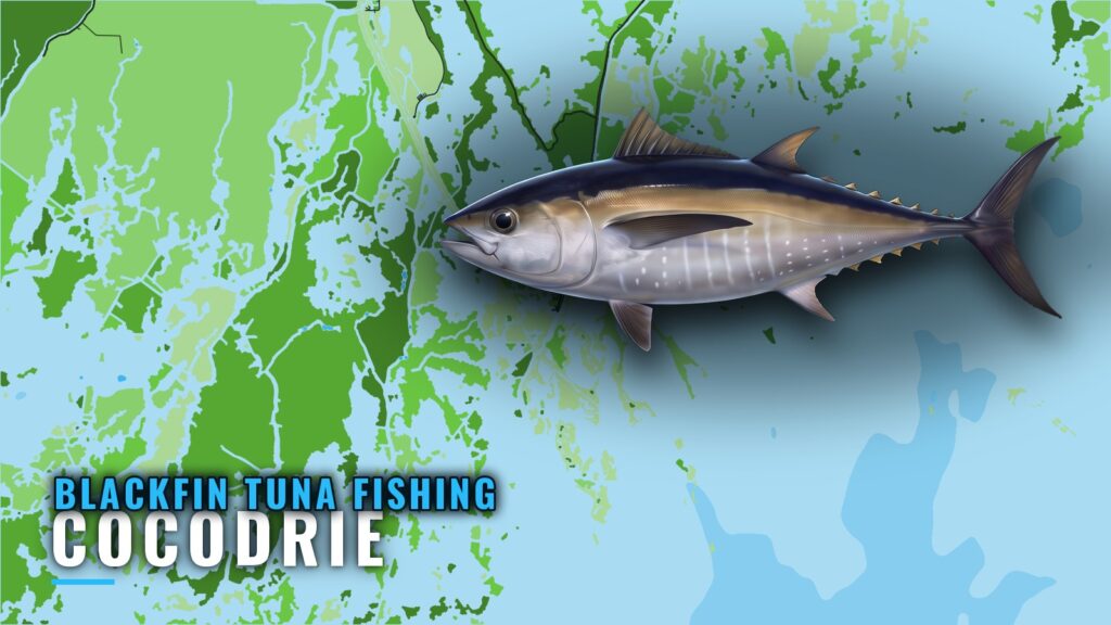 Blackfin Tuna Fishing Out of Cocodrie: Grounds and Depths