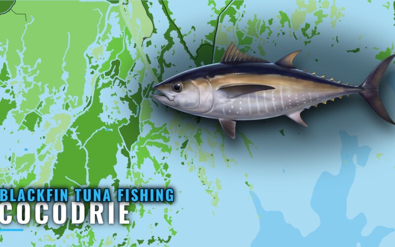 Blackfin Tuna Fishing Out of Cocodrie: Grounds and Depths